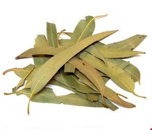 برگ اوکالیپتوس
