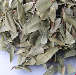 برگ مورد