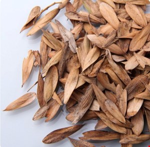 برگ زبان گنجشک