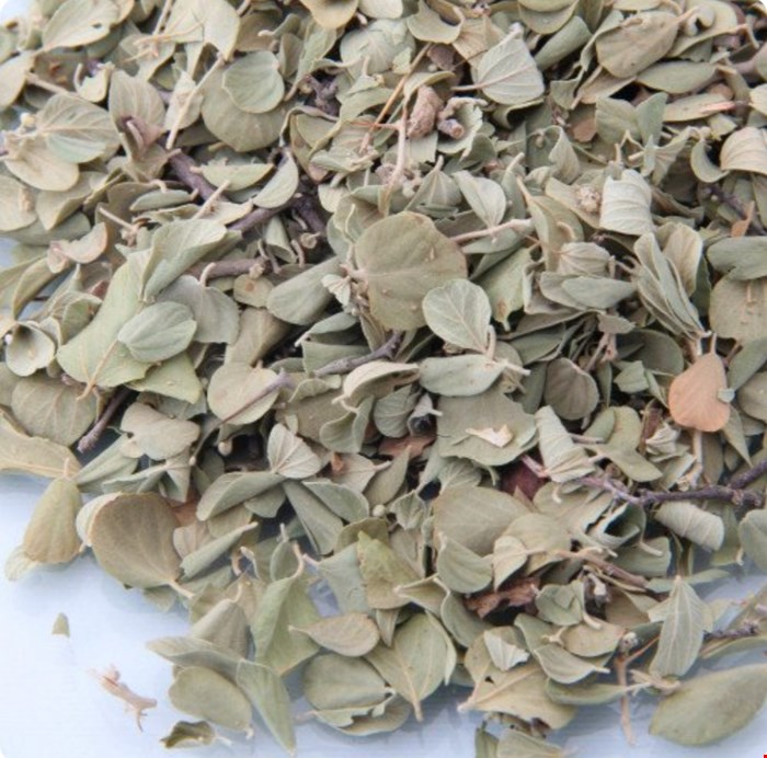 برگ سدر