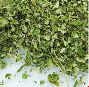 برگ مورینگا