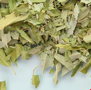 برگ بید