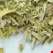 بهبود چرک گوش