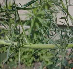 برگ خاکشیر