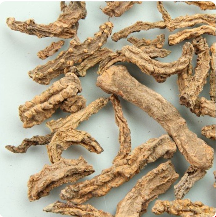 ریشه مامیران