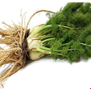 ریشه رازیانه