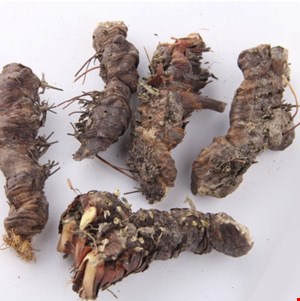 ریشه ایرسا