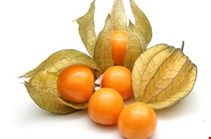 میوه کاکنج